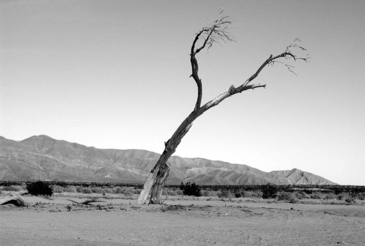 abu hurairah, kematian