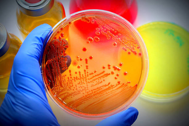 mikrobiologi