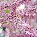 tamarisk