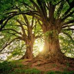 Go Green