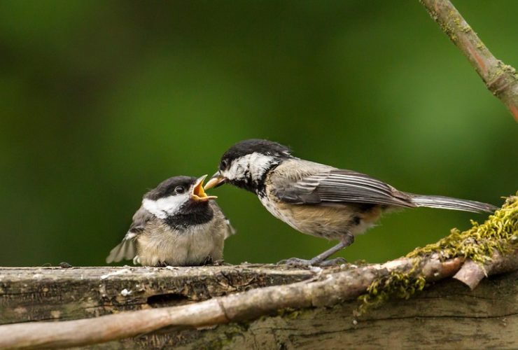 Burung yang mengajarkan tawakal